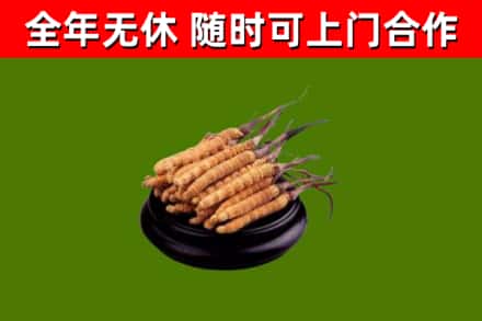 资源烟酒回收冬虫夏草.jpg